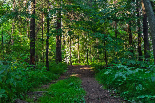 istock dirt road in the forest on a summer day 1150543470