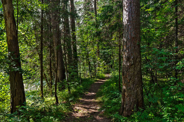 istock dirt road in the forest on a summer day 1150543484