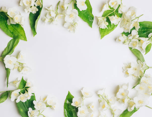 istock Spring flowers. White jasmine flowers 1150544145