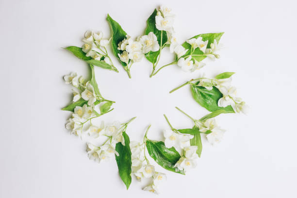 istock Spring flowers. White jasmine flowers 1150544151