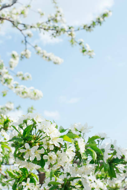 Natural frame of spring blooming apple trees and blue sky. Backgrounds and textures concept. Spring mood