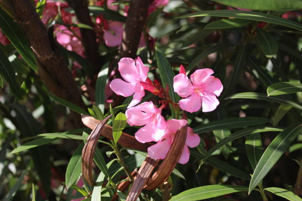 istock pink tropical flower close-up 1150544681