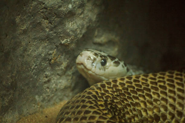 istock Snake's eyes are looking at something. 1150544835