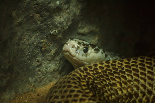 istock Snake's eyes are looking at something. 1150544978