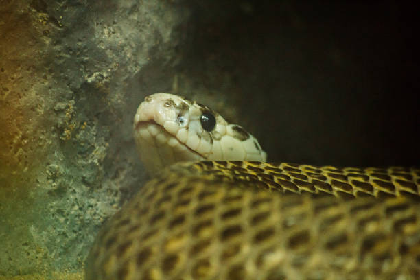 istock Snake's eyes are looking at something. 1150545073