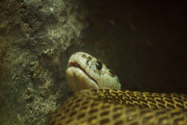 istock Snakes in the zoo 1150545177