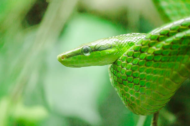 istock Rat Tailed Ratsnake The body and head are green. 1150545770
