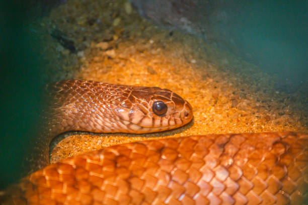 istock Ptyas mucosus is a venomous snake. 1150546144