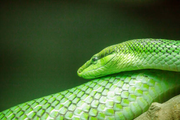 istock Rat Tailed Ratsnake The body and head are green. 1150546146