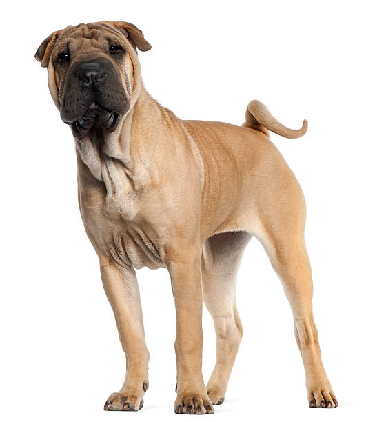 istock Shar Pei puppy, six months old, standing, white background. 115054667
