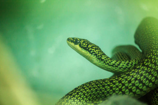 Golden Tree Snake is a snake with a long slender body, greenish-yellow scales, black stripes. Able to climb to the top of the tree easily