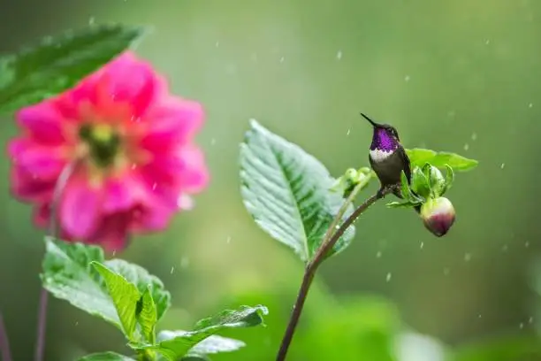 Purple-throated woodstar sitting on flower in rain,hummingbird from tropical forest,Peru,bird perching,tiny beautiful bird resting on flower in garden,colorful background with flower,nature scene