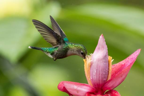 Hummingbird hovering next to pink and yellow flower, garden,tropical forest, Colombia, bird in flight with outstretched wings,flying hummingbird sucking nectar from blossom,exotic travel adventure stock photo