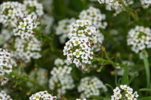 istock Sweet Alyssum Flowers in Bloom in Springtime 1150547901