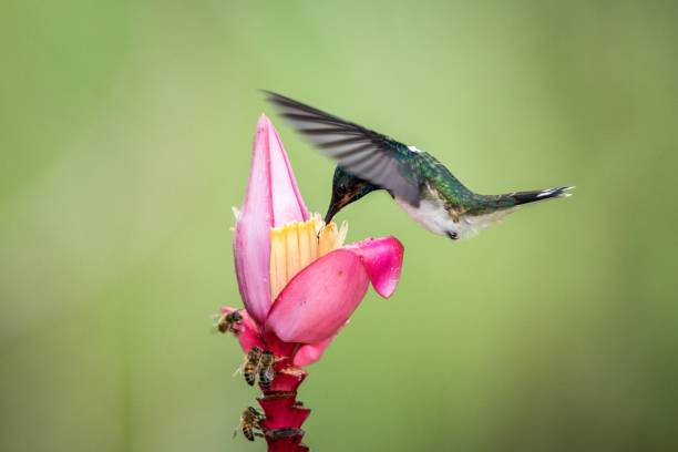 istock White-necked jacobin hovering drinking nectar from favourite pink flower. Animal behaviour. Ecuador,hummingbird from mountain rainforest,beautiful bird in garden,wild nature,exotic adventure trip 1150548504