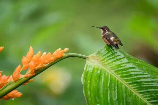 Hummingbird sitting on leave orange flower,tropical forest,Ecuador,bird sucking nectar from blossom in garden,bird perching on plant,nature wildlife scene,clear background,exotic adventure,environment