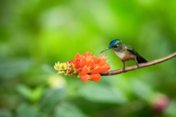 Hummingbird sitting on orange flower,tropical forest,Brazil,bird sucking nectar from blossom in garden,bird perching on plant,nature wildlife scene,canimal behaviour,exotic adventure,environment