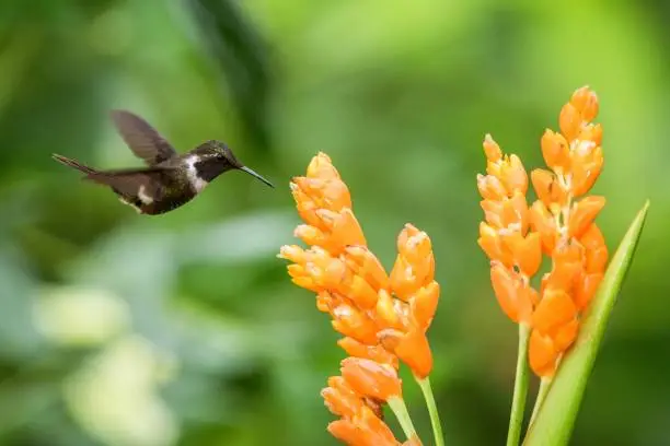 Hummingbird hovering next to orange flower,tropical forest,Ecuador,bird sucking nectar from blossom in garden,bird with outstretched wings,nature wildlife scene,clear background,exotic adventure