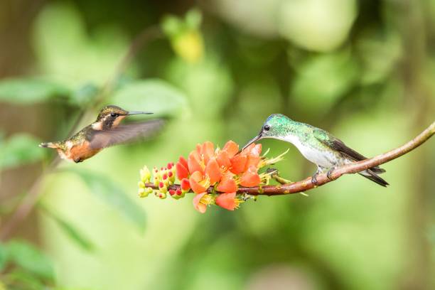 istock Two hummingbirds hovering next to orange flower,tropical forest, Ecuador, two birds sucking nectar from blossom in garden,beautiful hummingbird with outstretched wings,nature wildlife scene, exotic 1150549350
