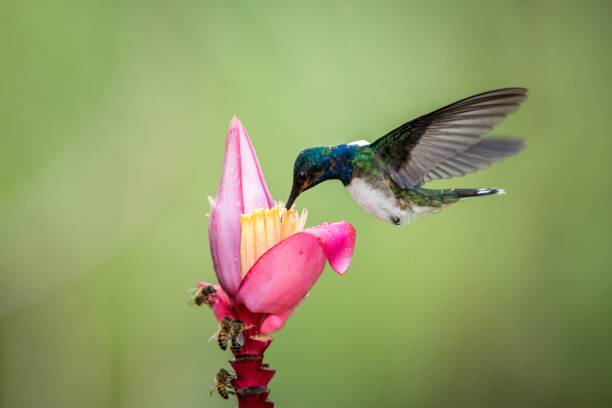 istock White-necked jacobin hovering drinking nectar from favourite pink flower. Animal behaviour. Ecuador,hummingbird from mountain rainforest,beautiful bird in garden,wild nature,exotic adventure trip 1150549417