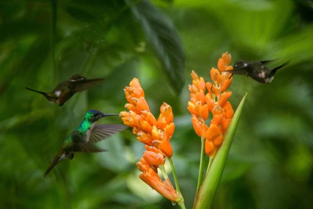 istock Three hummingbirds hovering next to orange flower,tropical forest, Ecuador, three birds sucking nectar from blossom in garden,beautiful hummingbird with outstretched wings,nature wildlife scene 1150549521