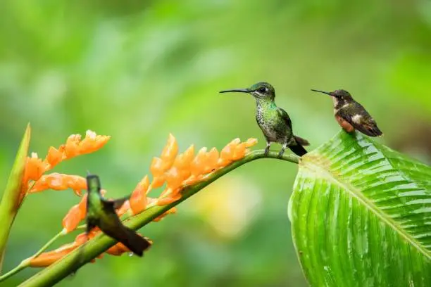 Two hummingbirds sitting on leave orange flower,tropical forest,Ecuador,birds sucking nectar from blossom in garden,bird perching on plant,nature wildlife scene,exotic adventure,environment