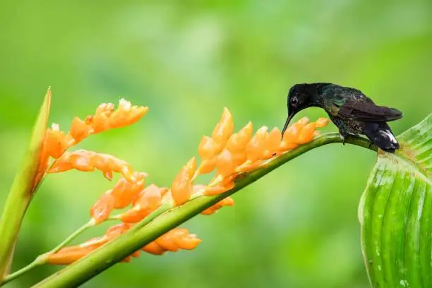 Hummingbird sitting on orange flower,tropical forest,Ecuador,bird sucking nectar from blossom in garden,bird perching on plant,nature wildlife scene,clear background,exotic adventure,environment