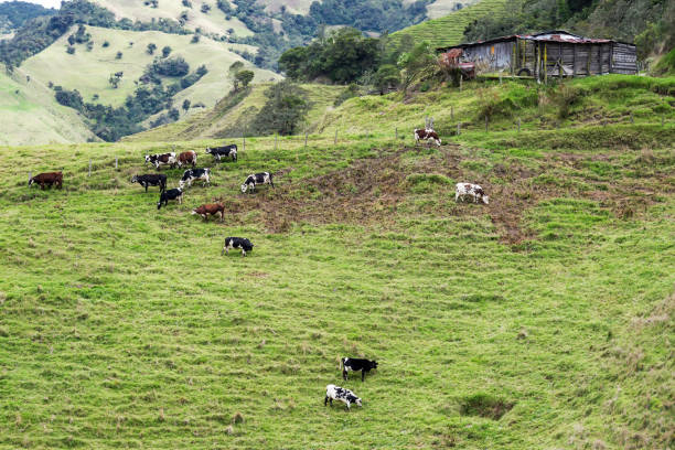 istock Cows in Colombia 1150550298