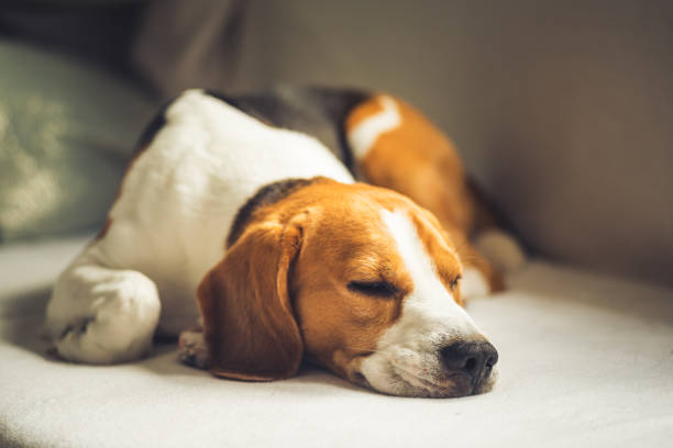 istock Small hound Beagle dog sleeping at home on the couch 1150551114