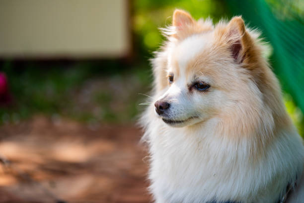 German Spitz dog outdoors portrait German Spitz dog portrait. Copy space on left spitz type dog stock pictures, royalty-free photos & images