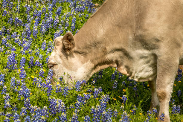 istock Cow grazing in a blue bonnet meadow in Texas 1150551269