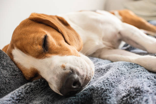 istock Small hound Beagle dog sleeping at home on the couch 1150551337