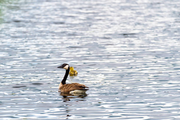 istock Canada goose and gosling swimming 1150551826