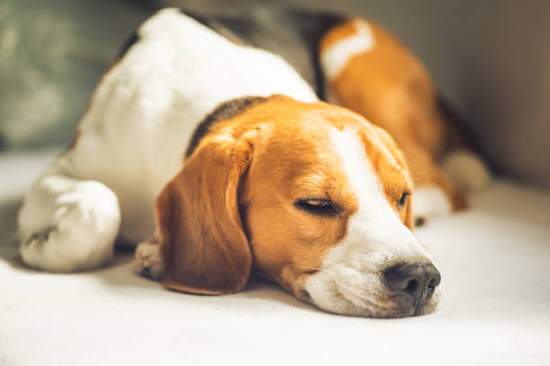 istock Small hound Beagle dog sleeping at home on the couch 1150551840