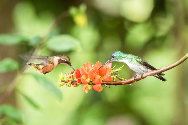 istock Two hummingbirds hovering next to orange flower,tropical forest, Ecuador, two birds sucking nectar from blossom in garden,beautiful hummingbird with outstretched wings,nature wildlife scene, exotic 1150551850