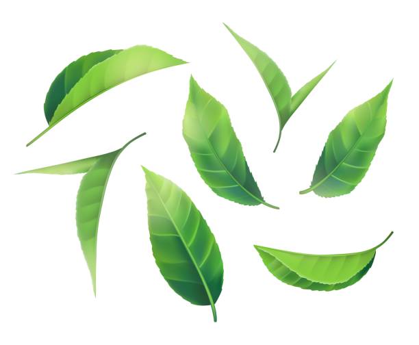 новый набор 3d реалистичные зеленые листья весенний лист коллекции. элемент для дизайна, рекламы, упаковочных продуктов белая фоновая иллюс - eps10 decoration transparent green stock illustrations