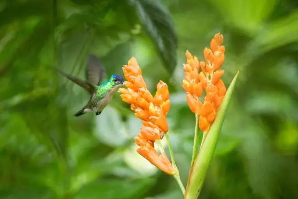 Hummingbird hovering next to orange flower,tropical forest,Ecuador,bird sucking nectar from blossom in garden,bird with outstretched wings,nature wildlife scene,clear background,exotic adventure