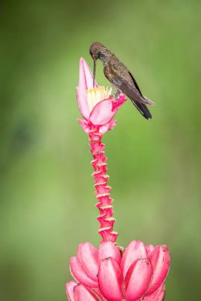 Hummingbird sitting on pink flower,tropical forest,Brazil,bird sucking nectar from blossom in garden,bird perching on plant,nature wildlife scene,clear background,exotic adventure,environment
