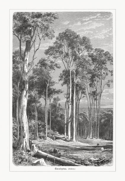 澳大利亞桉樹林, 木雕, 1897年出版 - 澳洲南部 插圖 幅插畫檔、美工圖案、卡通及圖標