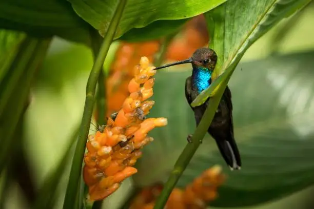 Hummingbird sitting on orange flower,tropical forest,Brazil,bird sucking nectar from blossom in garden,bird perching on plant,nature wildlife scene,clear background,exotic adventure,environment