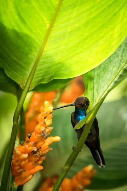 Hummingbird sitting on orange flower,tropical forest,Brazil,bird sucking nectar from blossom in garden,bird perching on plant,nature wildlife scene,clear background,exotic adventure,environment
