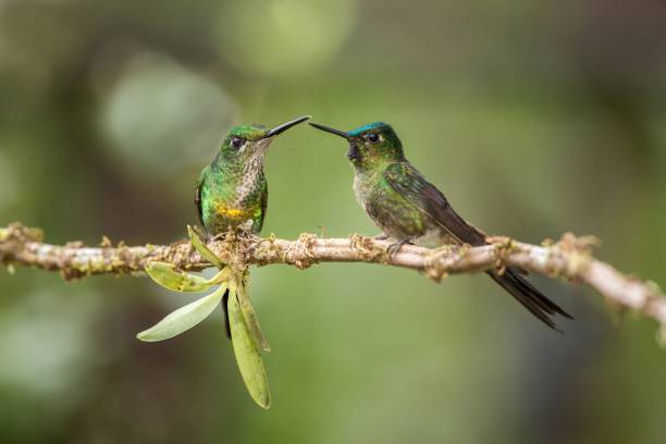 istock Two hummingbirds sitting on branch next and interact, hummingbirds from tropical rainforest,Peru,bird perching,tiny beautiful bird resting on flower in garden,clear background,animal behaviour 1150555040