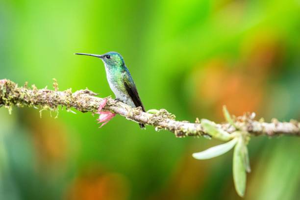 istock Andean emeral sitting on branch, hummingbird from tropical forest,Peru,bird perching,tiny beautiful bird resting on flower in garden,clear background with enough space,nature scene from wildlife 1150555042