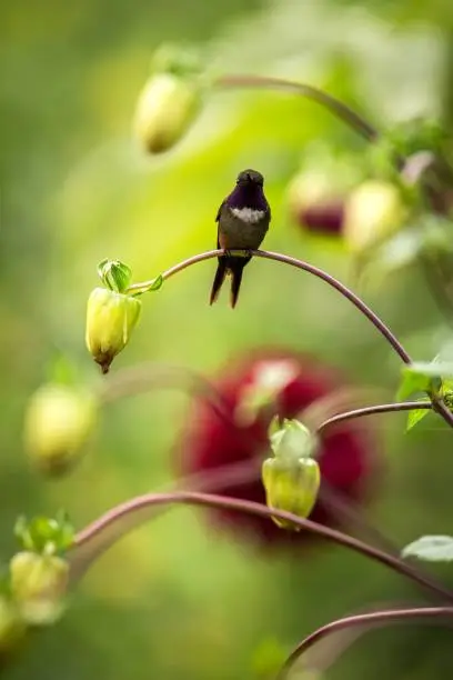 Purple-throated woodstar sitting on branch, hummingbird from tropical forest,Ecuador,bird perching,tiny beautiful bird resting on flower in garden,colorful background with flower,nature scene,exotic
