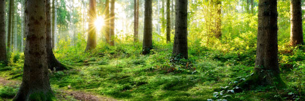 istock Sunrise in the forest 1150555696