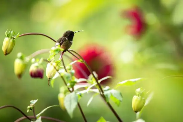 Purple-throated woodstar sitting on branch, hummingbird from tropical forest,Ecuador,bird perching,tiny beautiful bird resting on flower in garden,colorful background with flower,nature scene,exotic