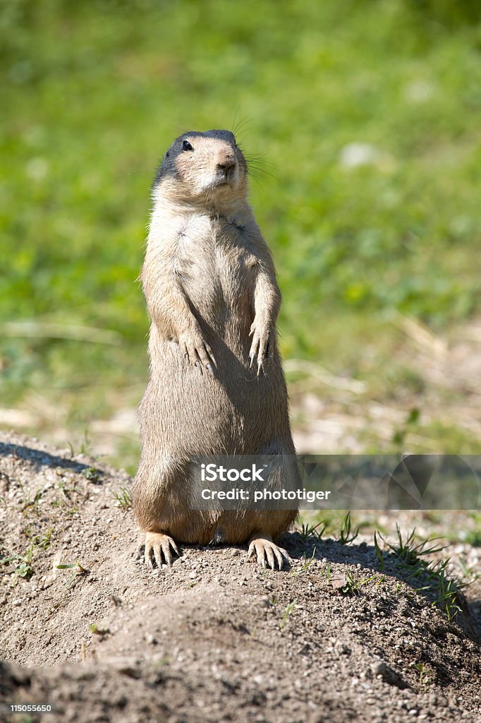 groundhog - Foto de stock de Animal royalty-free