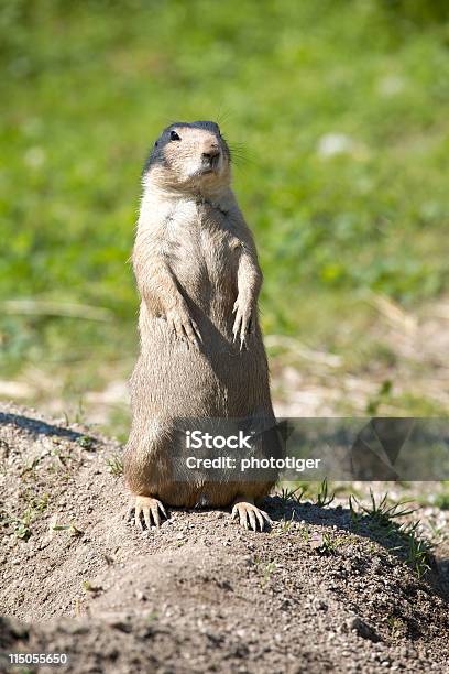 Groundhog - Fotografias de stock e mais imagens de Animal - Animal, Animal selvagem, Ao Ar Livre