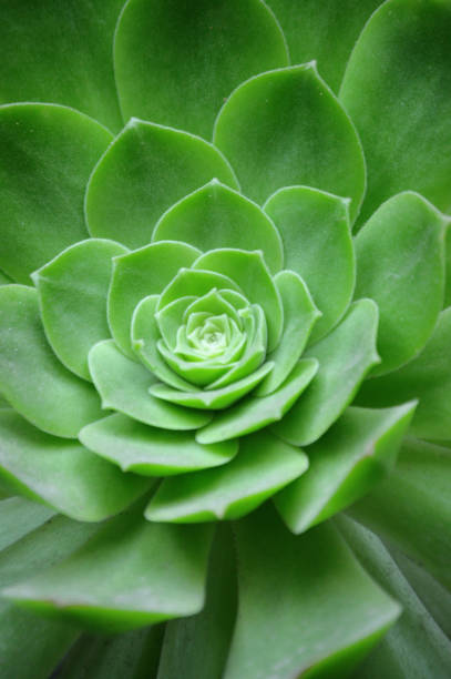 istock close up of succulent plant vectical composition 1150556776