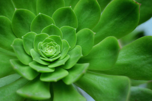 istock close up of succulent plant horizontal composition 1150556975